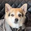 vinniedog12